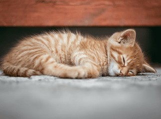 leucose chez le chat